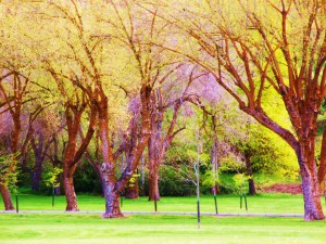 GEDSC DIGITAL CAMERA